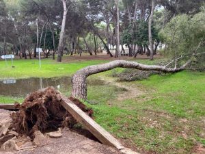 Cierran el acceso a la zona del Termet y la plaza del Pastoret por la caída de árboles tras las lluvias