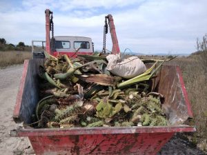 El Consorcio del Paisaje Protegido de la Desembocadura del río Mijares retira especies vegetales invasoras