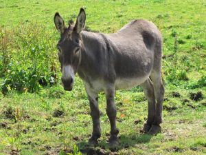 Investigación del fallecimiento de los burros del Desert de les Palmes