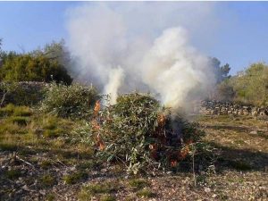 El término municipal de Castelló reanuda las quemas agrícolas