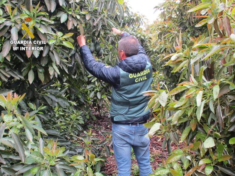 Dos detenidos en Sagunto por sustraer más de cuatro toneladas de aguacate