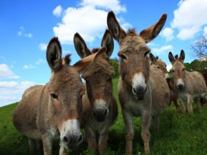 El PP pide llevar hasta las últimas consecuencias el maltrato animal de los burros del Desert