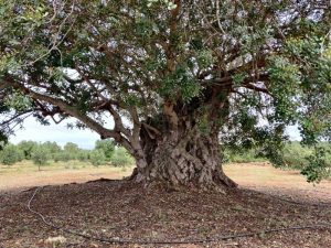 Un algarrobo de Càlig gana el Primer concurso «Algarrobo Monumental de España»