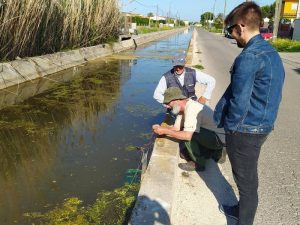 Castelló impulsa una investigación e inventario sobre la biodiversidad de la Marjalería