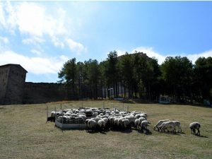 La Feria de Morella en su 764ª edición se celebrará los días 10 y 11 de septiembre