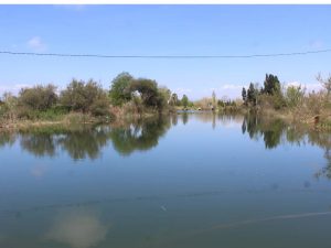 Restauración ambiental del río Anna en Burriana