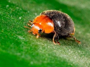 Burriana amplía la batalla biológica contra el cotonet con un insectario