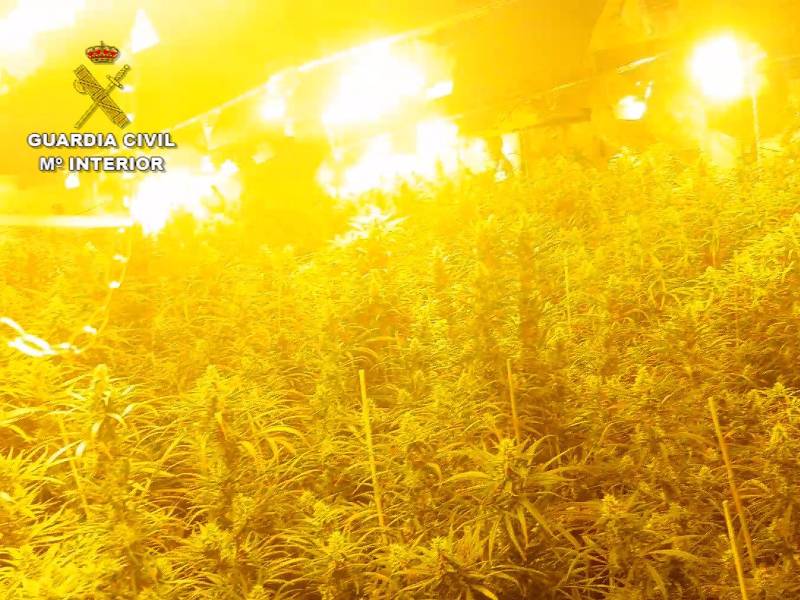 Descubren 1.900 plantas de marihuana en la nave «Sofás a tu medida» de Sueca-Valencia
