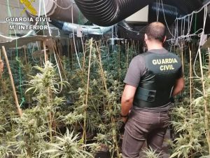 3 detenidos en un laboratorio de cultivo de marihuana en Alcora