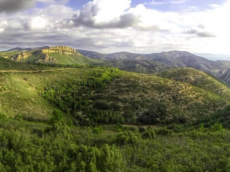 Acció Ecologista Agró ha presentado cien alegaciones al borrador del reglamento forestal