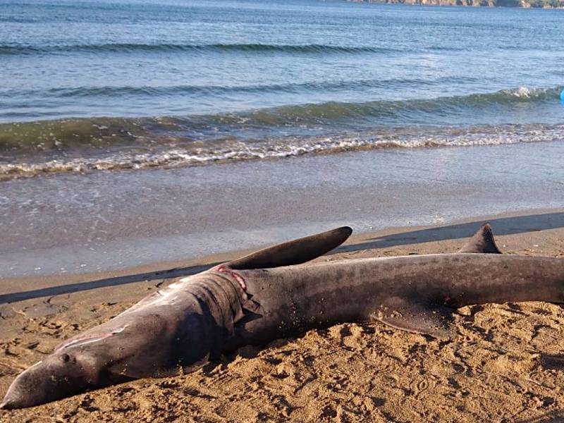 El tiburón de 4 metros avistado en Oleiros-Galicia falleció por una obstrucción digestiva generada por plásticos