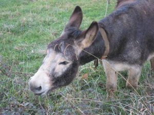 El PP exige a Puig que se responsabilice por la muerte de los burros del Desert