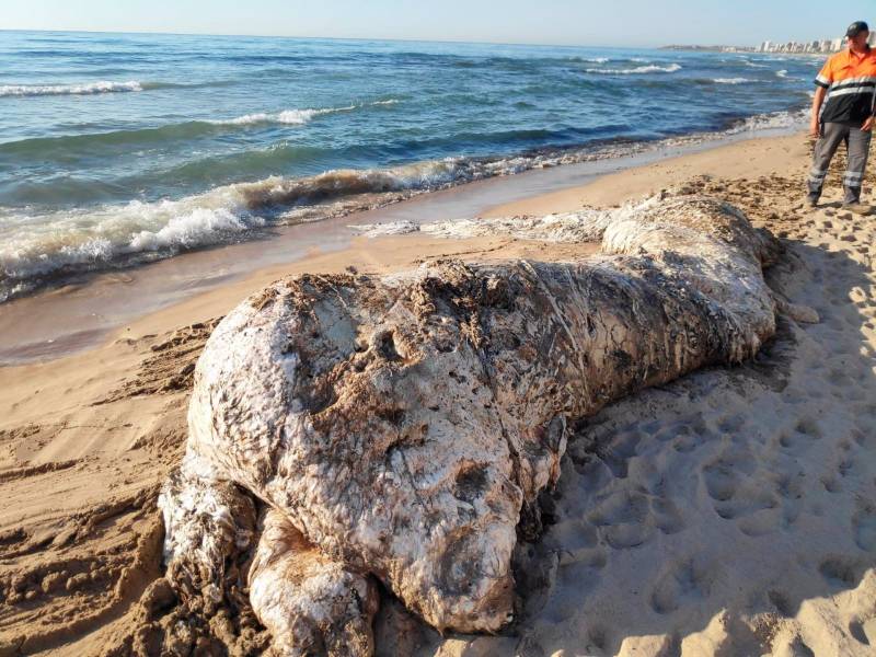 Aparece el cadáver de una cría de cachalote en la playa de Muchavista de El Campello-Alicante