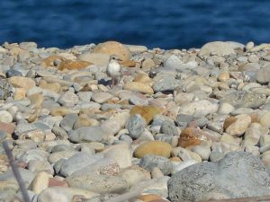 Los charrancitos comunes (les mongetes) vuelven a criar en el Paisaje Protegido de la Desembocadura del río Mijares