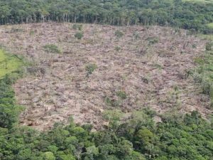 La Eurocámara solicita el veto a las importaciones que provocan deforestación y degradación forestal