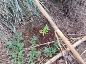 Localizada plantación de Marihuana en el Paisaje Protegido de la Desembocadura del río Mijares