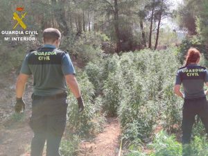 Detenido en Vall d’Alba-Castellón por cultivar más de 3.000 plantas de marihuana en su finca