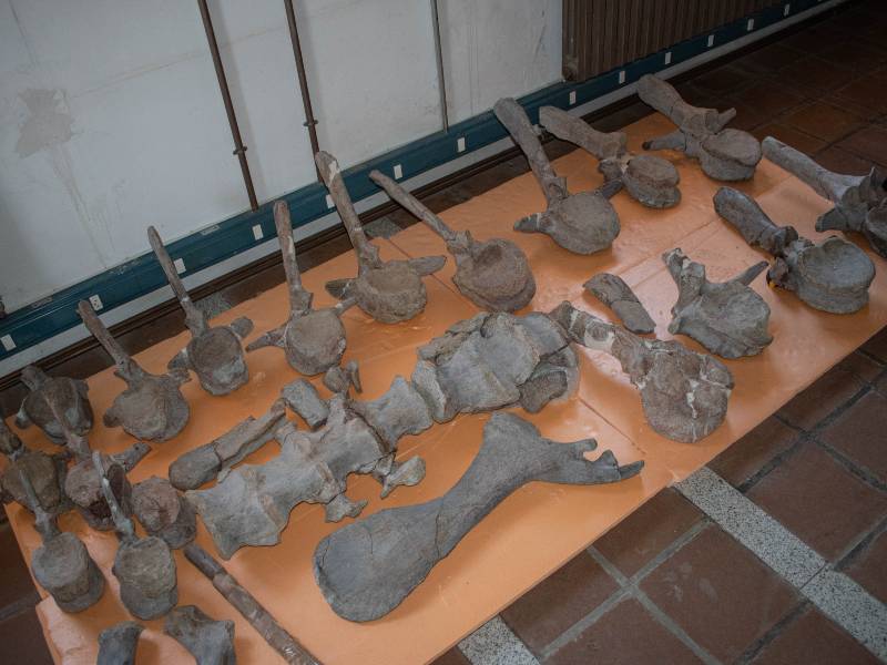 Restauración del patrimonio paleontológico en Morella