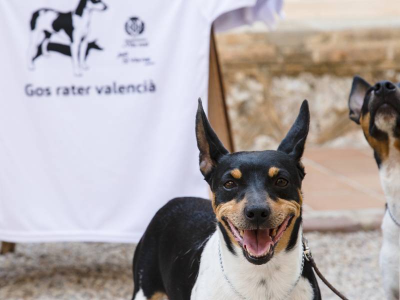 Galería de imágenes acto oficial ‘perro ratonero valenciano’ Vila-real