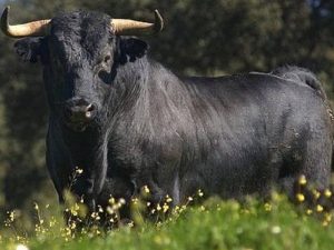 La Peña «Pan y Toros» indignados por no salir en el libro de Fiestas de Vinaròs