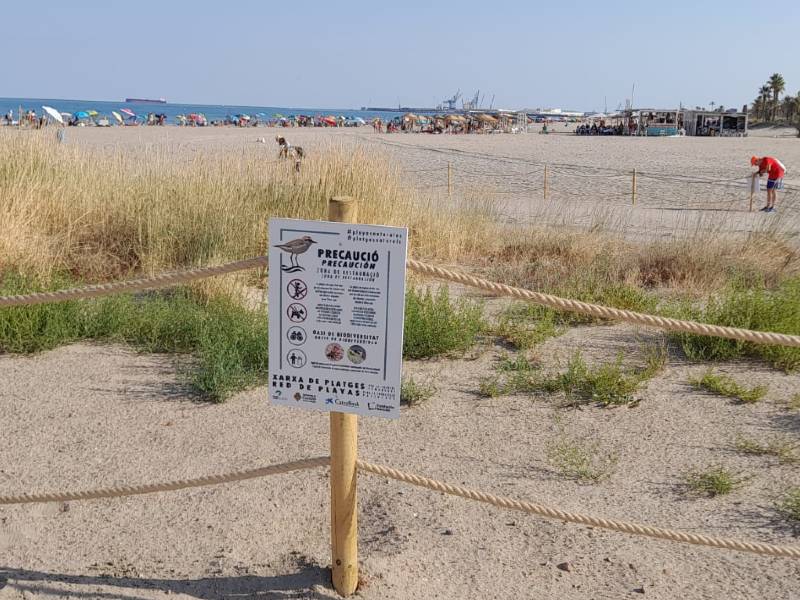 Nueva zona dunar protegida del hábitat del chorlitejo en las playas de Castellón