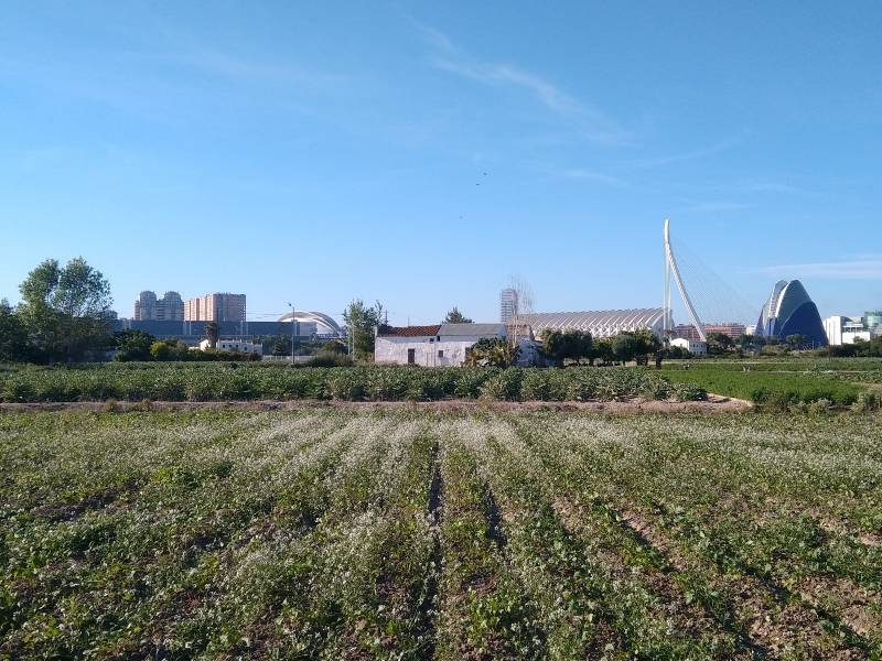 Pilladas 7 personas mientras robaban melones en Alboraia-Valencia