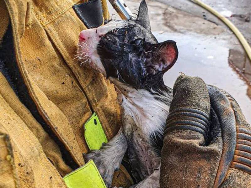 Rescatado un gatito del incendio de la planta de reciclaje de Villena-Alicante