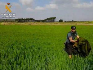 Rescatado un búho real herido en un campo de arroz de La Riola-Valencia