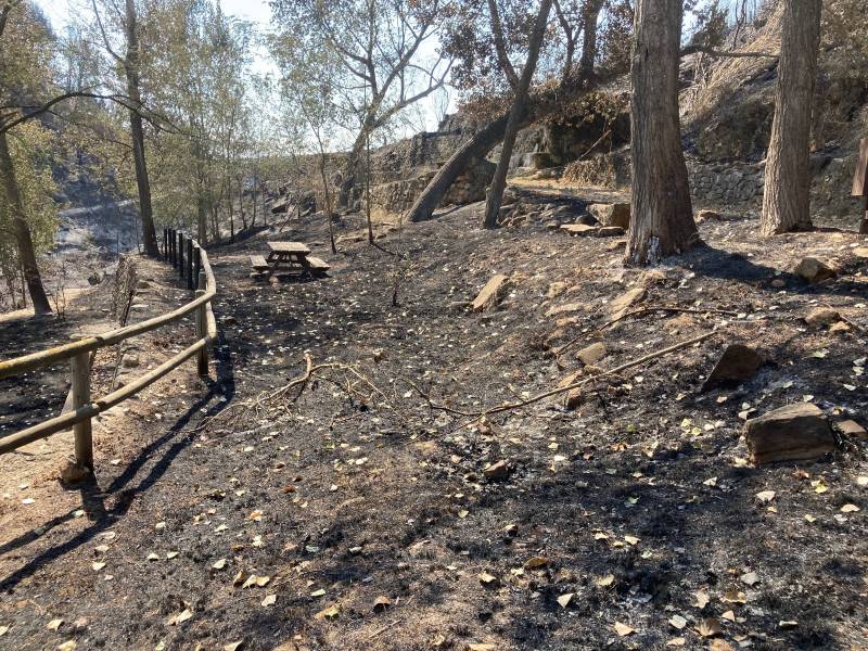 Comienza la restauración ambiental en las zonas de los incendios de Bejís y Vall d’Ebo
