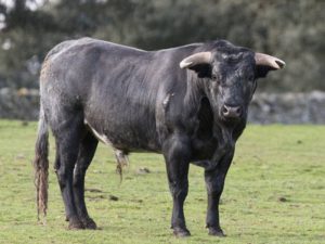 Sueca también prohíbe la celebración de festejos taurinos