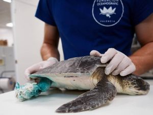 Salvan un tortuga marina enredada en un saco de rafia en Oropesa del Mar