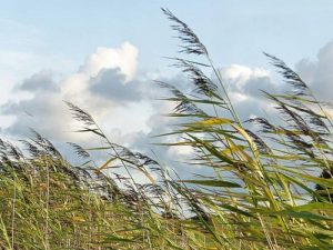 Viento fuerte en el interior de Castellón y chubascos en Alicante