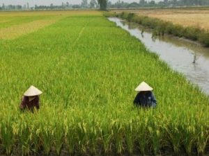 AVAJ-ASAJA alerta de la subida del 85% en importaciones de arroz japónica o redondo