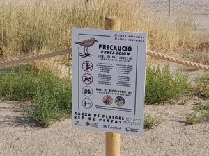 Finaliza la campaña 2022 para proteger al chorlitejo en la playa del Serradal