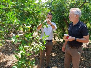 Desciende un 20% la incidencia del ‘cotonet’ en las comarcas citrícolas de Castellón