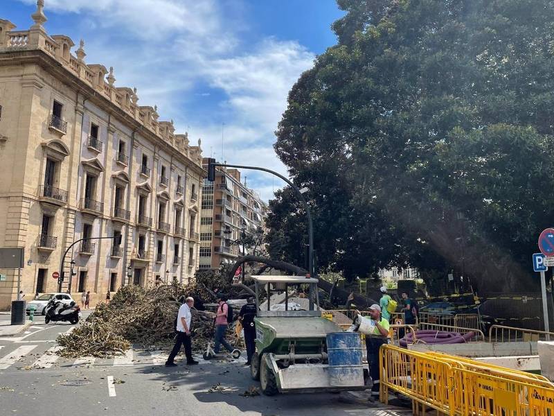 La caída de la rama del ficus del parterre provoca 4 heridos en Valencia