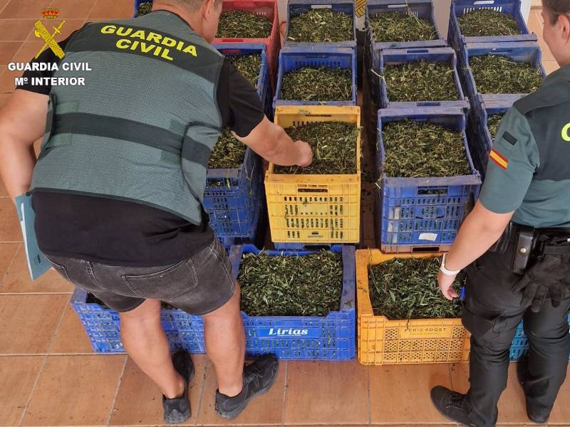 2 detenidos al desmantelar dos plantaciones de marihuana en Onda-Castellón