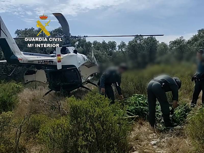 Localizan más de 1.000 plantas de marihuana en un cerro de difícil acceso en Villalonga