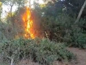 Comienza la investigación del incendio de «El Saler» cuyo vídeo de inicio del fuego difundió un portavoz de Vox