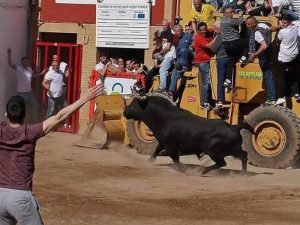 Sacrifican un toro cerril en la Vall d’Uixó momentos después de su suelta