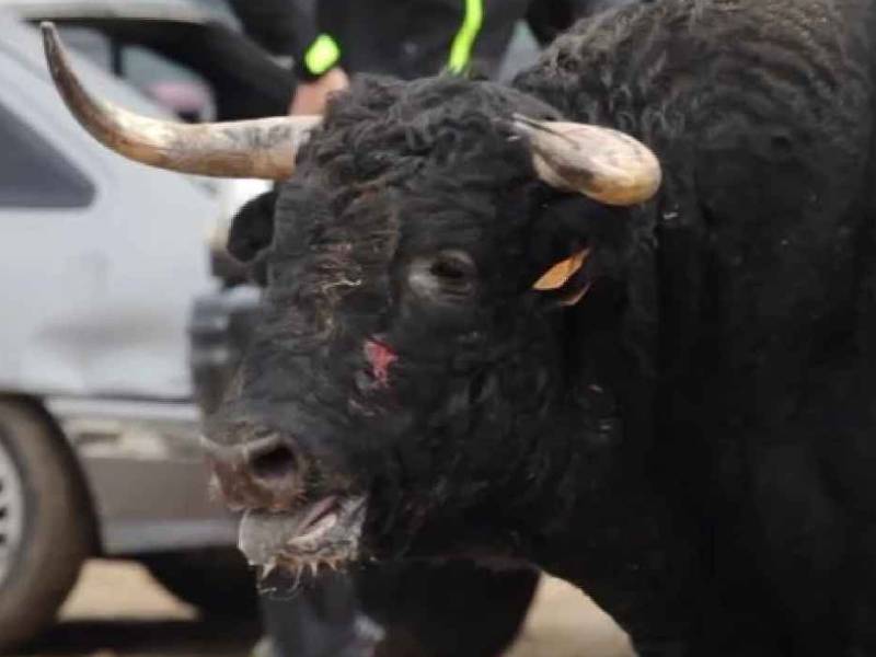 Abierta investigación por la muerte de dos toros en la Semana Taurina de Alcàsser-Valencia