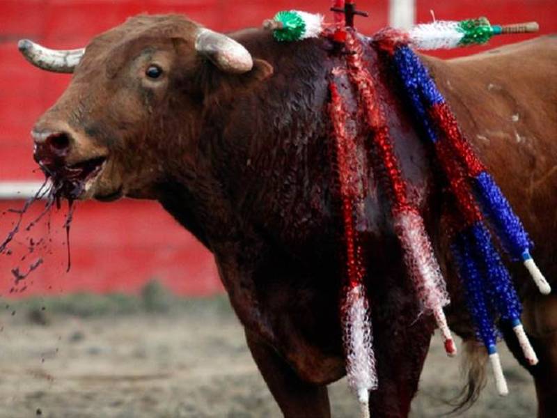 Alianza Verde pide alternativas a las fiestas con toros «por violentas, peligrosas y basarse en el maltrato»