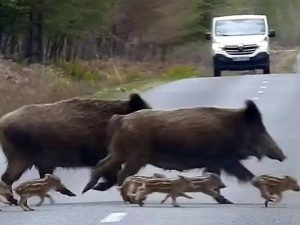 Castellón es la provincia de la Comunitat con más accidentes de tráfico provocados por animales