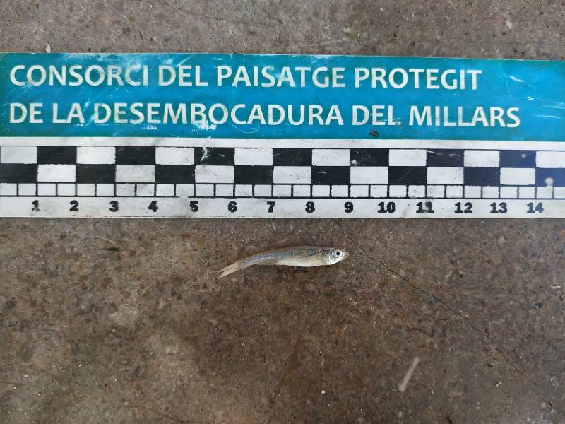 Mejora la fauna piscícola autóctona en el Paisaje Protegido de la Desembocadura del río Mijares