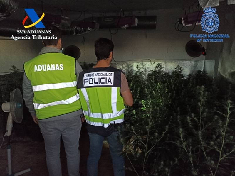 2 detenidos en Castellón por el cultivo ilegal de marihuana con más de 500 plantas intervenidas