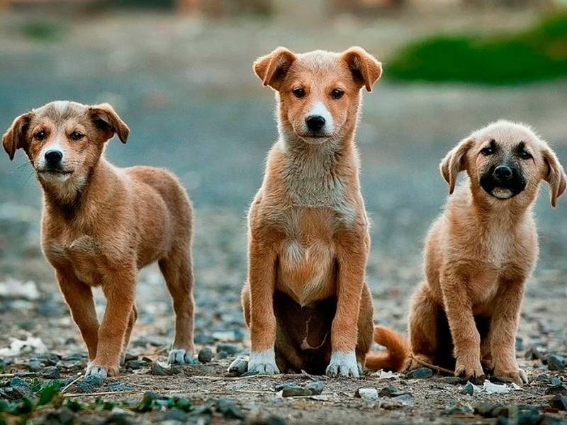 Nuevo parque canino en la zona de Alaplana de Vila-real