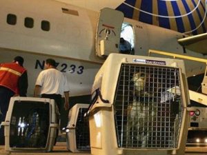 Compromís solicita al Gobierno que los animales domésticos no sean tratados como mercancía en los aviones