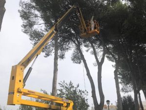 Santa Magdalena efectúa tratamiento de prevención de la procesionaria en los pinos de la localidad