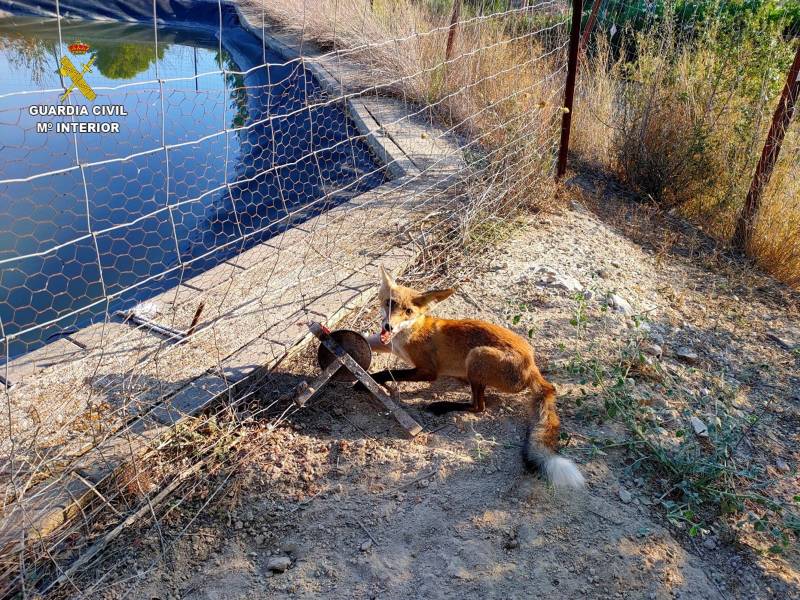 Liberado un zorro malherido atrapado en un cepo en una finca agrícola de Valencia