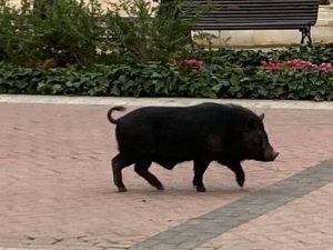 Este trimestre se duplican las capturas de cerdos vietnamitas en Castelló